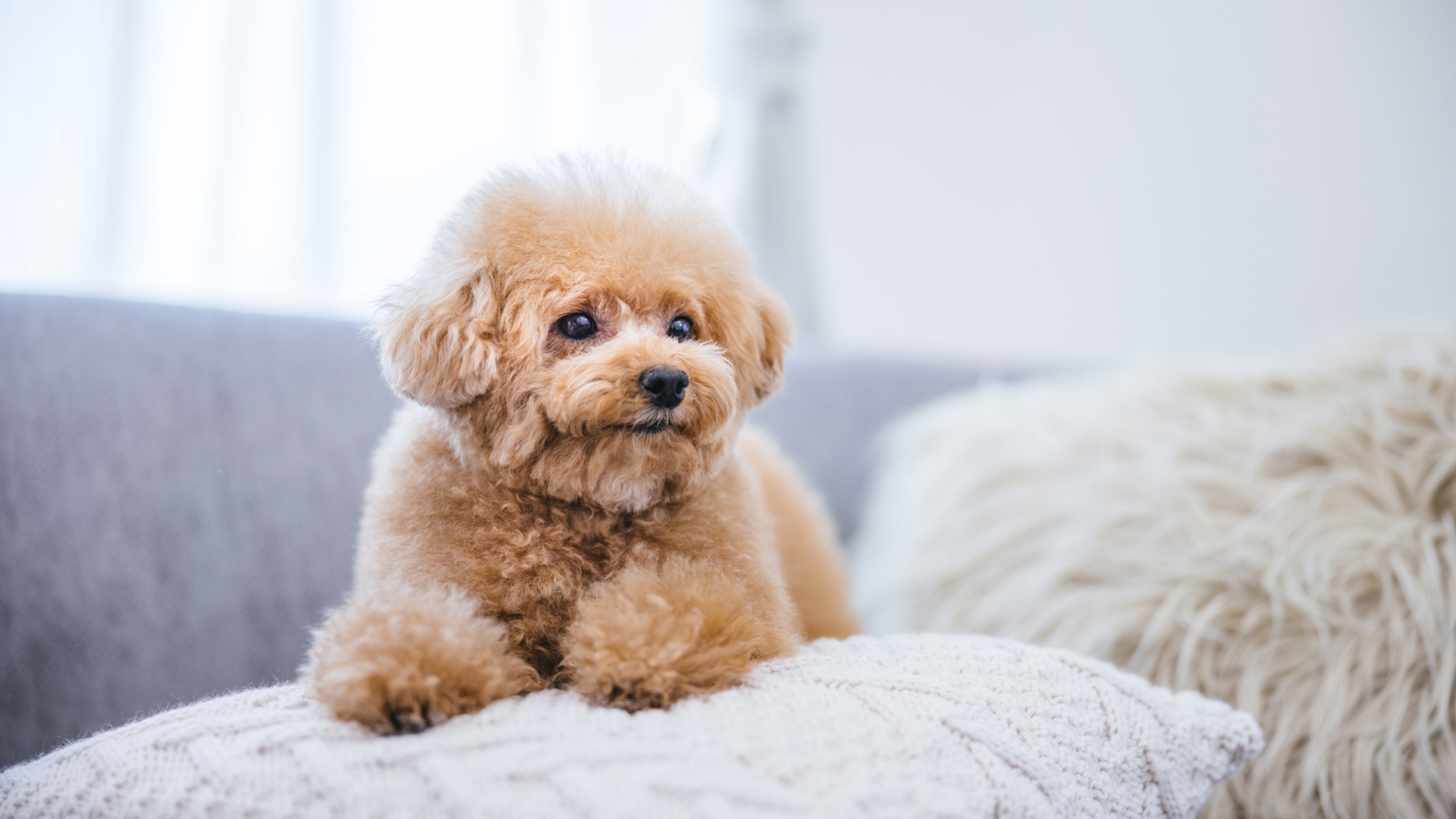 Wanʼs Collection Lovely Pet Salonのメイン画像